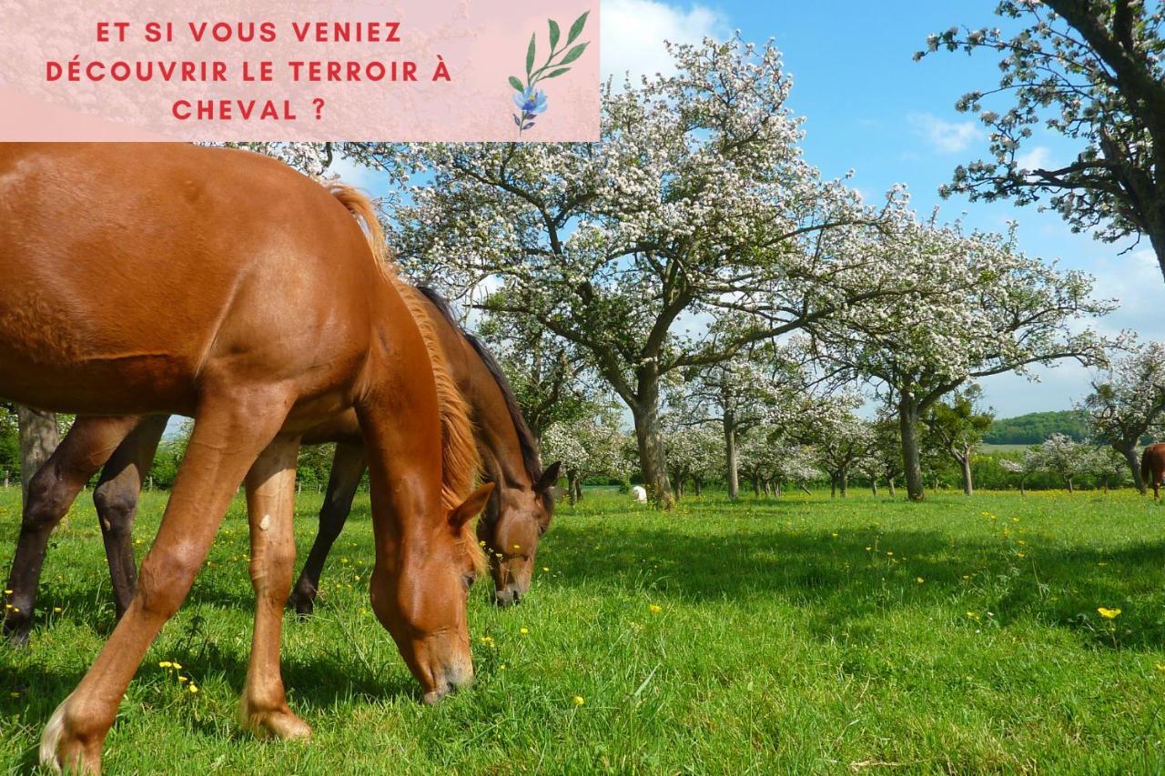 Suite Jungle - Jardin, Netflix Et Parking - Le Manoir Aux Pommes Orbec Exteriér fotografie